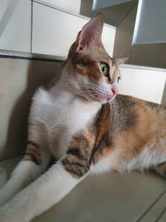 Tacy - Domestic Short Hair Cat