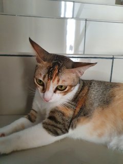 Tacy - Domestic Short Hair Cat