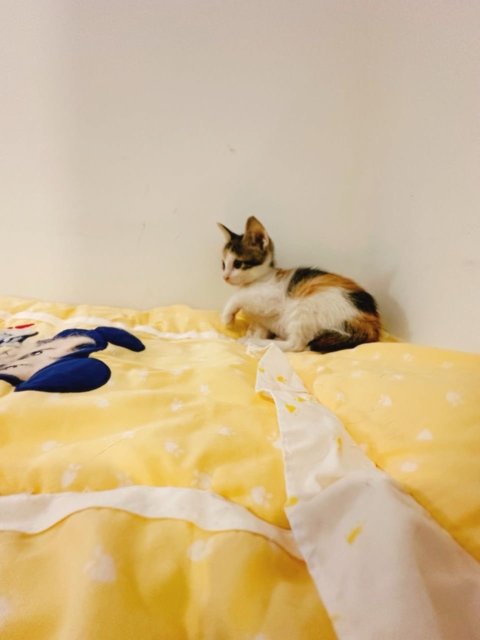 😺adoption Wanted💕 - Domestic Short Hair Cat