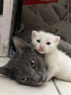 Mix Breed Kitten - Russian Blue + Domestic Medium Hair Cat