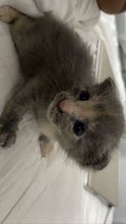 Mix Breed Kitten - Russian Blue + Domestic Medium Hair Cat