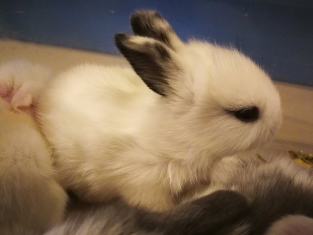 Lionhead Mixed Babies - Lionhead Rabbit