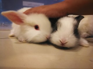 Lionhead Mixed Babies - Lionhead Rabbit