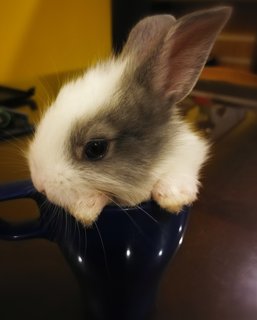 Lionhead Mixed Babies - Lionhead Rabbit