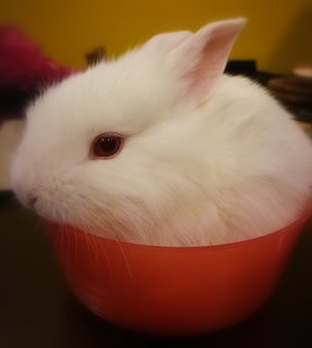 Lionhead Mixed Babies - Lionhead Rabbit