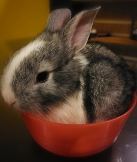 Lionhead Mixed Babies - Lionhead Rabbit