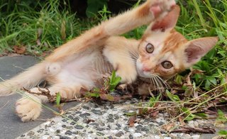 Boboy - Domestic Short Hair Cat