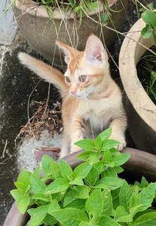 Boboy - Domestic Short Hair Cat