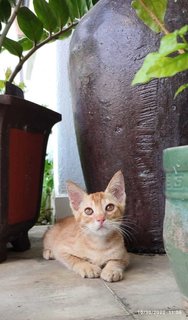 Boboy - Domestic Short Hair Cat