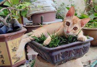 Boboy - Domestic Short Hair Cat