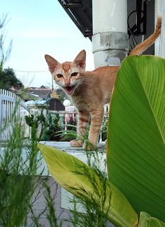 Boboy - Domestic Short Hair Cat