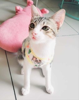 Almond - Domestic Short Hair Cat