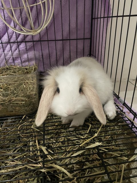 Kookie - Angora Rabbit + English Lop Rabbit