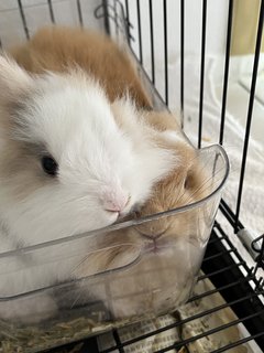 Kookie - Angora Rabbit + English Lop Rabbit