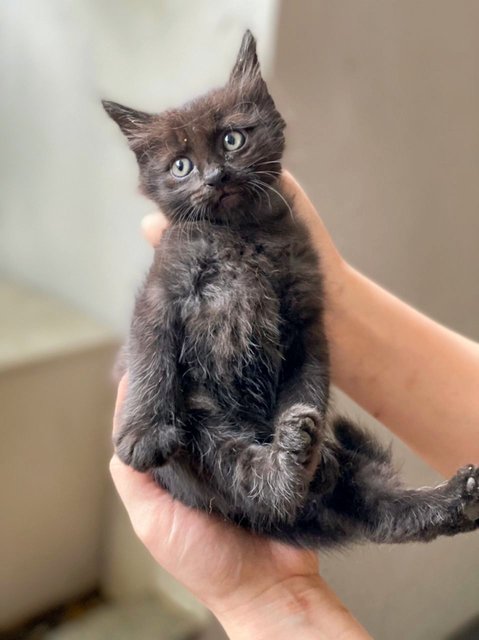 Blackie - Domestic Long Hair Cat