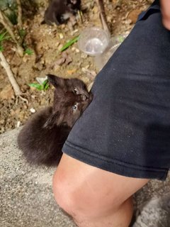 Blackie - Domestic Long Hair Cat