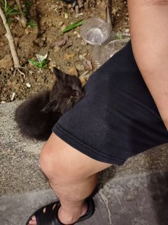 Blackie - Domestic Long Hair Cat