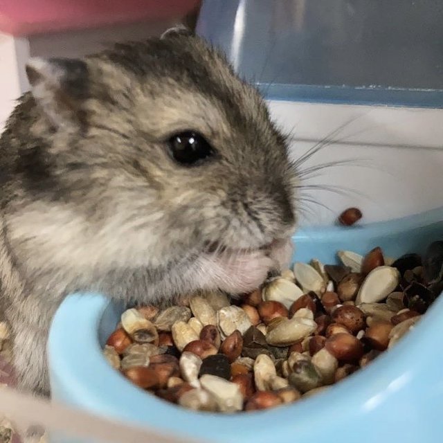 Smol - Short Dwarf Hamster Hamster