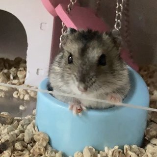 Smol - Short Dwarf Hamster Hamster