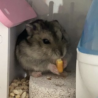 Smol - Short Dwarf Hamster Hamster