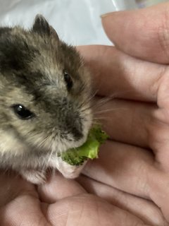 Smol - Short Dwarf Hamster Hamster