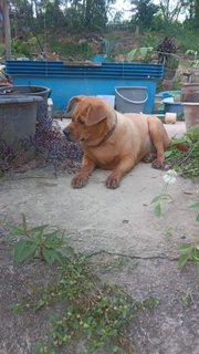 Whiskey/happy/suzie - Golden Retriever Mix Dog