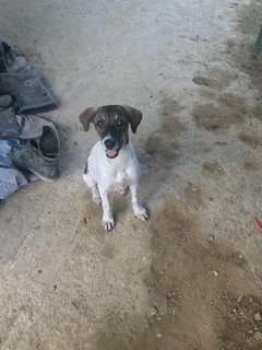 Whiskey/happy/suzie - Golden Retriever Mix Dog