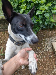 Ponni - Mixed Breed Dog