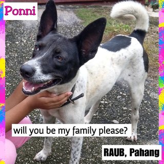 Ponni - Mixed Breed Dog