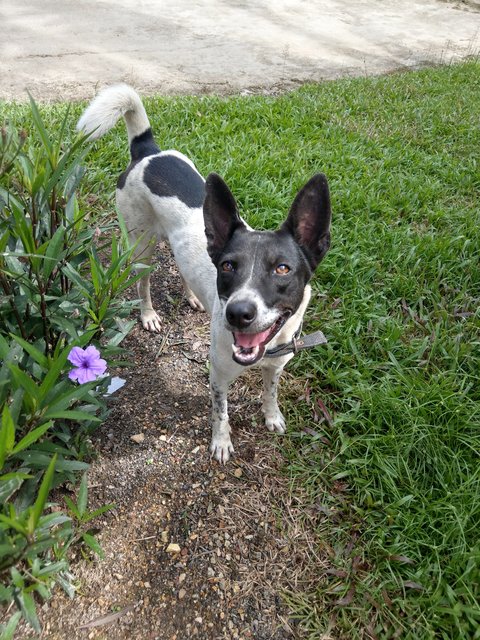 Ponni - Mixed Breed Dog