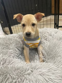 Is La - Mixed Breed Dog