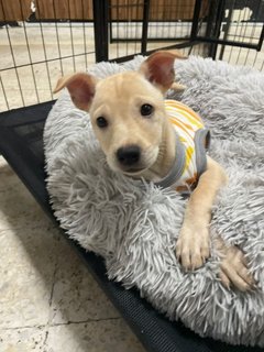 Is La - Mixed Breed Dog