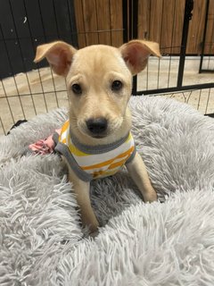 Is La - Mixed Breed Dog