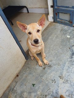 Is La - Mixed Breed Dog
