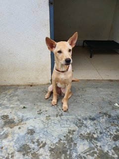 Is La - Mixed Breed Dog