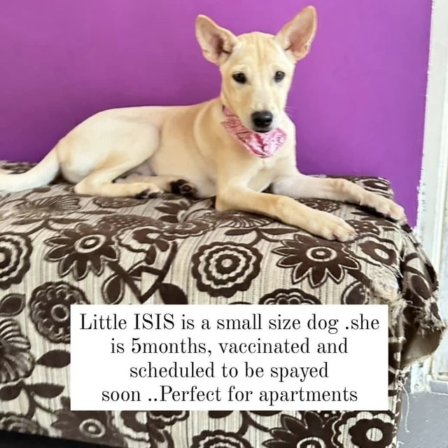 Is La - Mixed Breed Dog