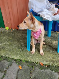 Is La - Mixed Breed Dog