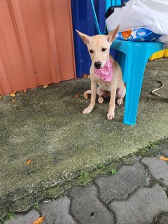 Is La - Mixed Breed Dog