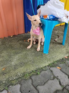Is La - Mixed Breed Dog
