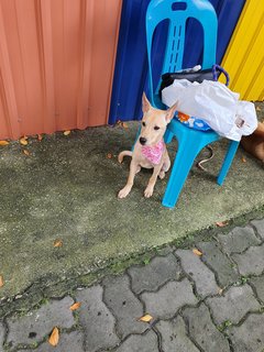 Is La - Mixed Breed Dog