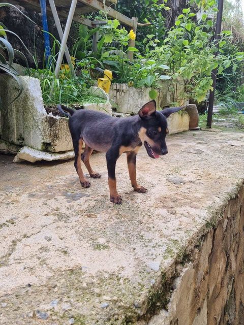 No Name - Miniature Pinscher Mix Dog