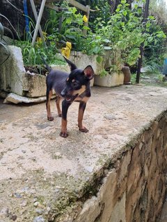 No Name - Miniature Pinscher Mix Dog