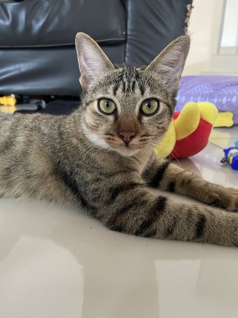 Momo - Domestic Short Hair Cat