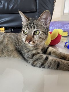 Momo - Domestic Short Hair Cat