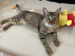 Momo - Domestic Short Hair Cat