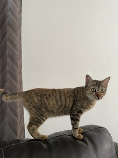 Momo - Domestic Short Hair Cat