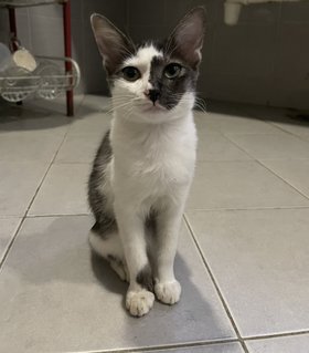 Belle - Domestic Short Hair Cat