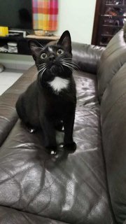 Batman - Domestic Short Hair Cat