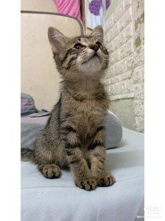 Cola - Domestic Medium Hair Cat