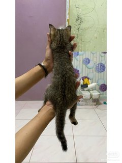 Cola - Domestic Medium Hair Cat